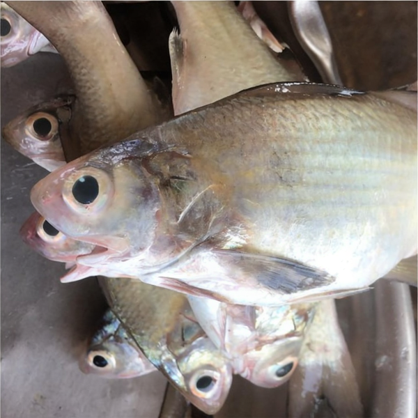 Milkfish - Tsukose (1kg)