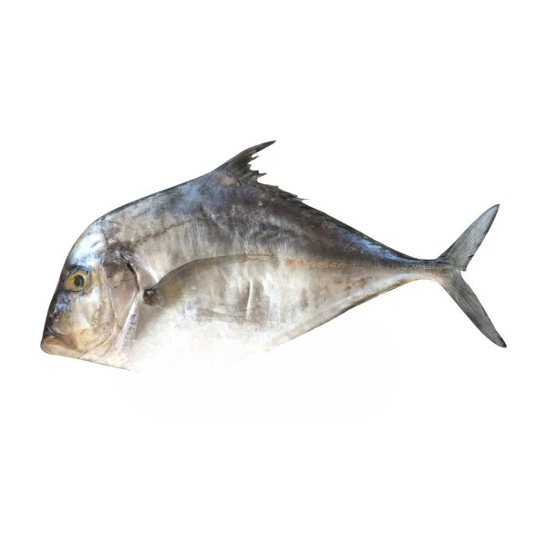 Diamond Trevally (1kg)
