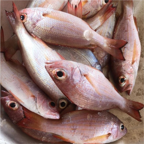 Small Snapper (1kg)