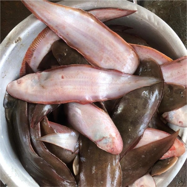 Sole fish (1kg)