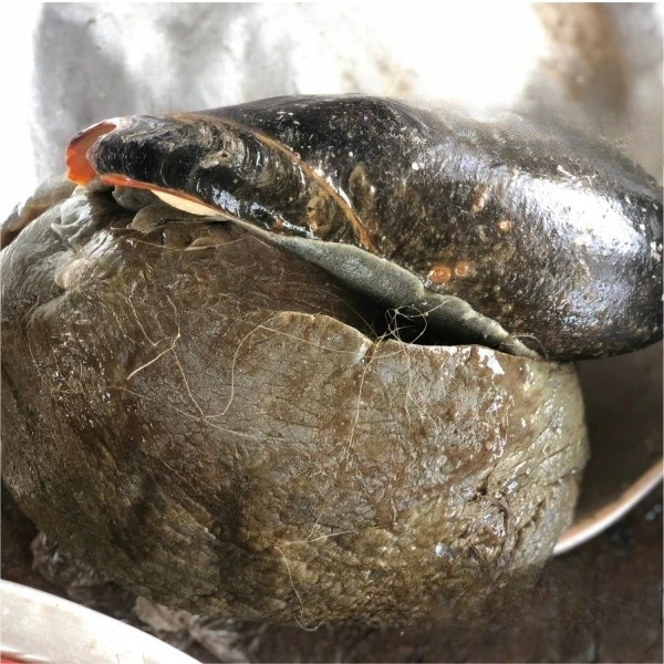 Sea Snail (Big)