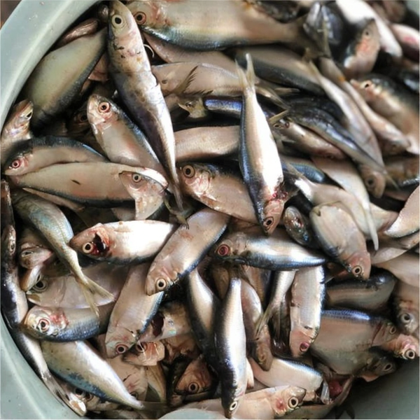 Fresh Sardine (1kg)