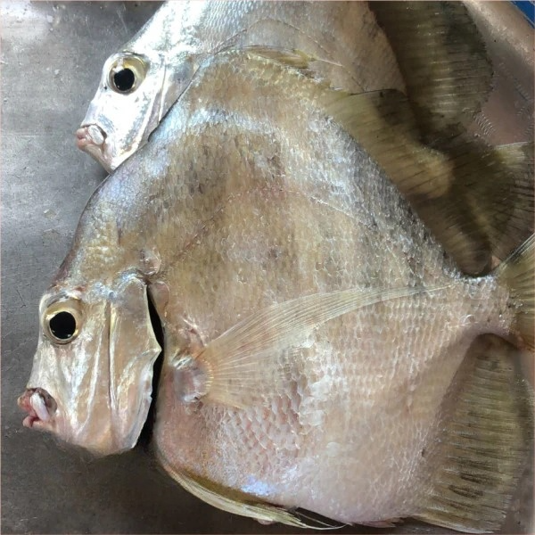 Drepane Africana - Posana (1kg)