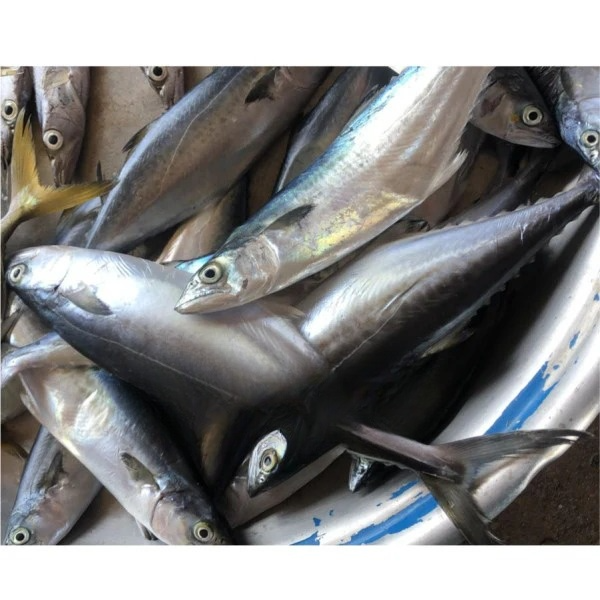 King fish (1kg)