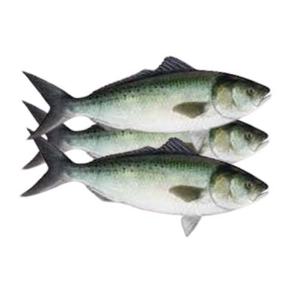 Fresh Salmon - Local (1kg)