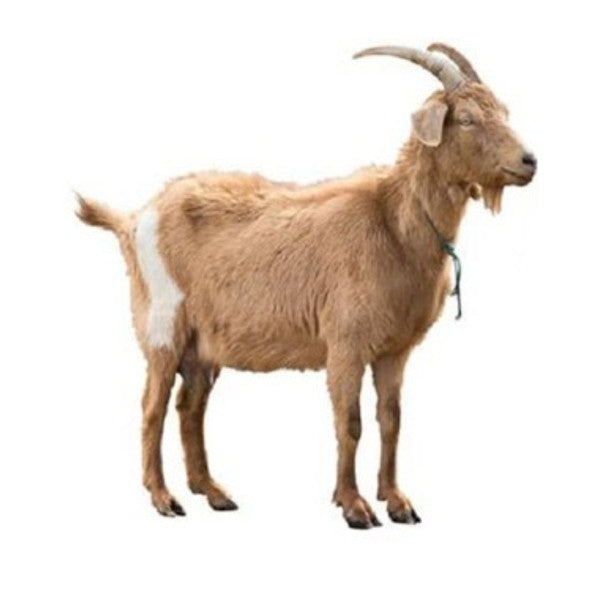 Full Goat