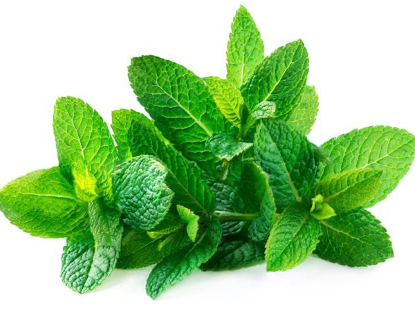 Mint leaves