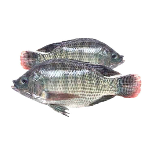 Fresh Tilapia (4pcs)