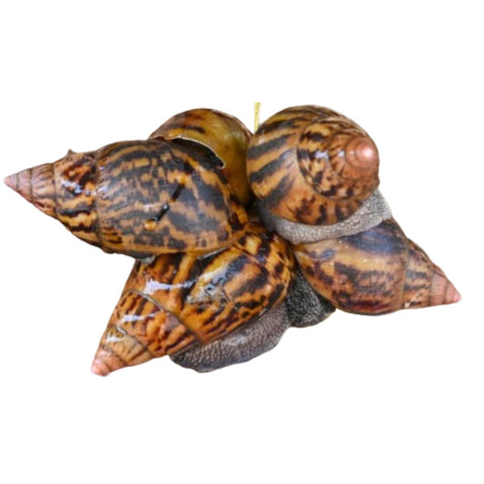 Soil Snail (3 pcs)