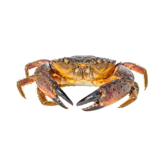 Crab (Big Size)