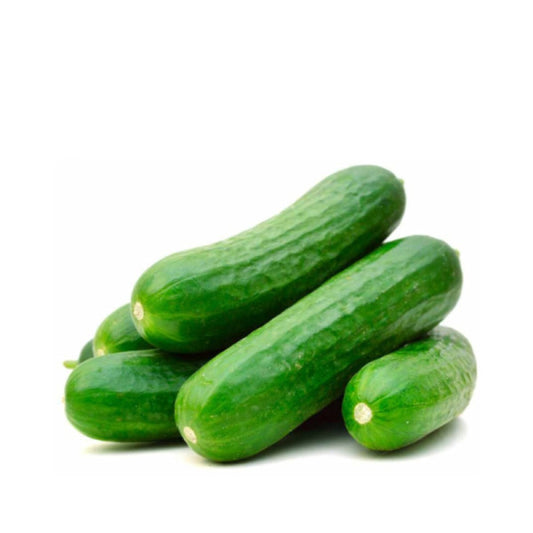 Cucumber Big Size