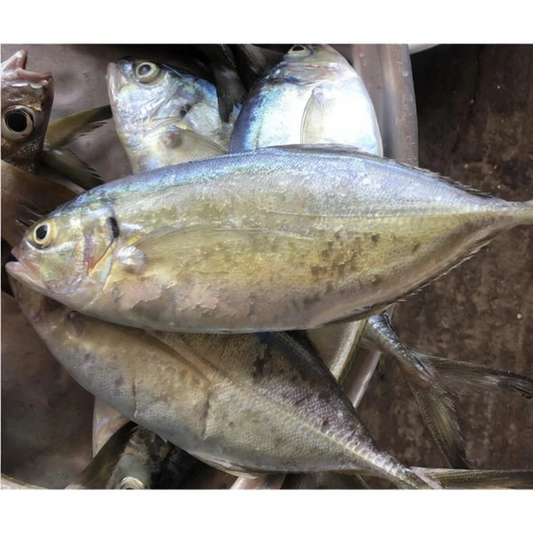 Blue Runner -Emule (1kg)