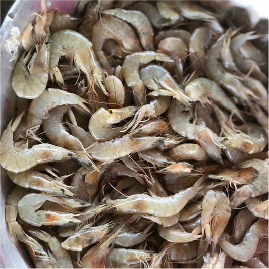 Caridean Shrimp