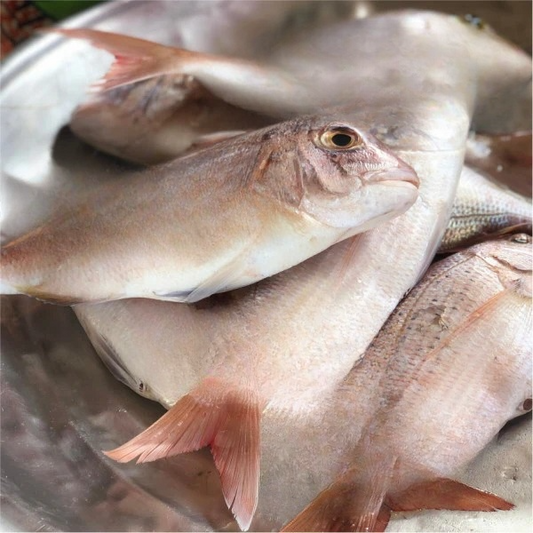 Common Pandora (1kg)