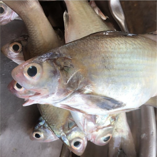 Milkfish - Tsukose  (1kg)
