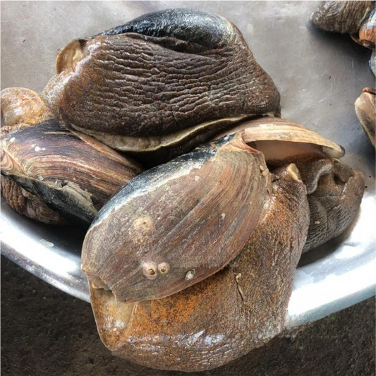 Sea Snail (Small)