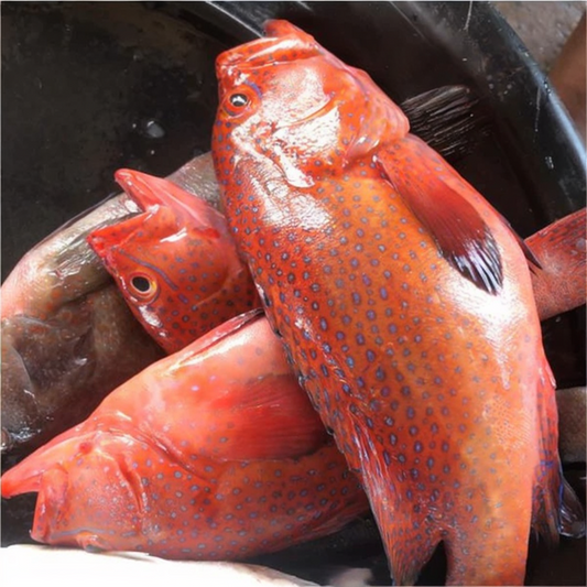 Golden Fish  (1kg)