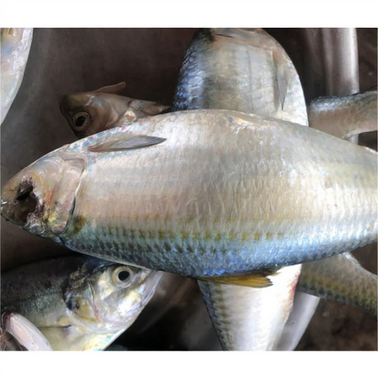 Sardine (1kg)