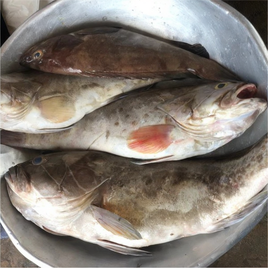 Grouper (1kg)