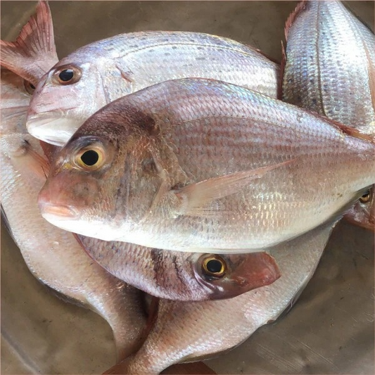 Fresh Red fish - yeewah  (1kg)