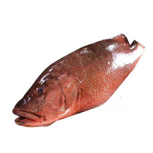 Northern Red Snapper (1kg)