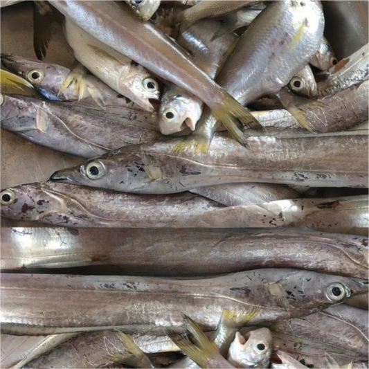 Fisherman Belt (1kg)