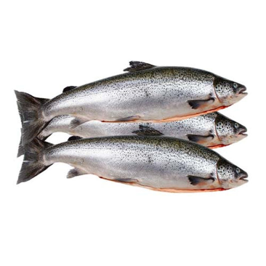 Fresh Salmon Abijan 1kg