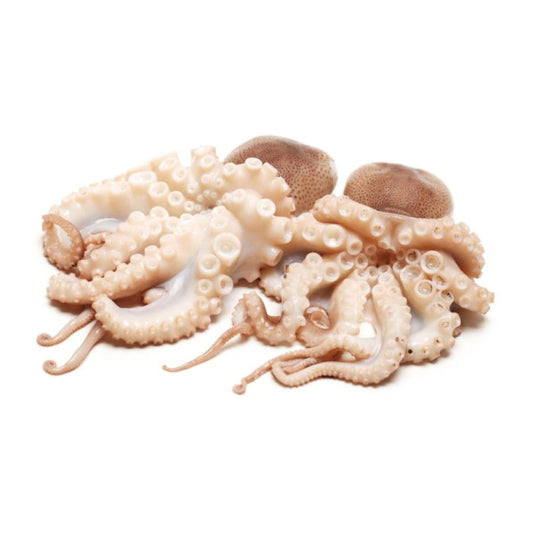 Fresh Octopus