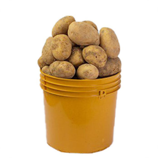Irish Potato ( Paint Rubber)