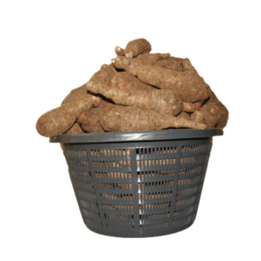 Cocoyam