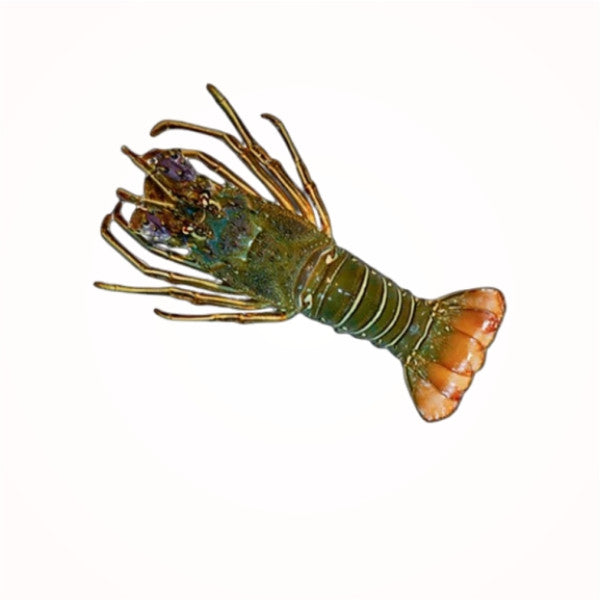 FRESH LOBSTERS