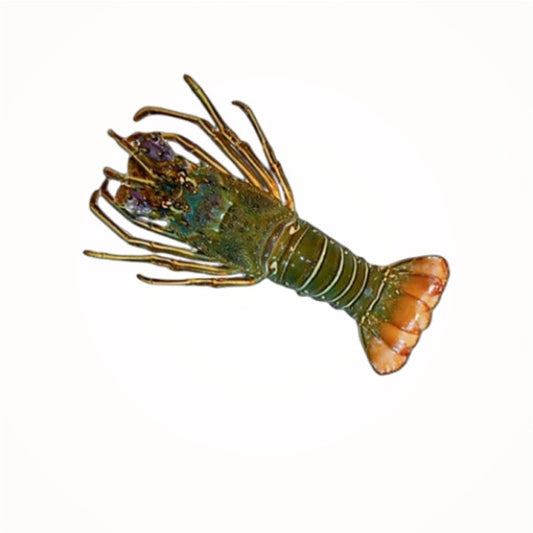 FRESH LOBSTERS