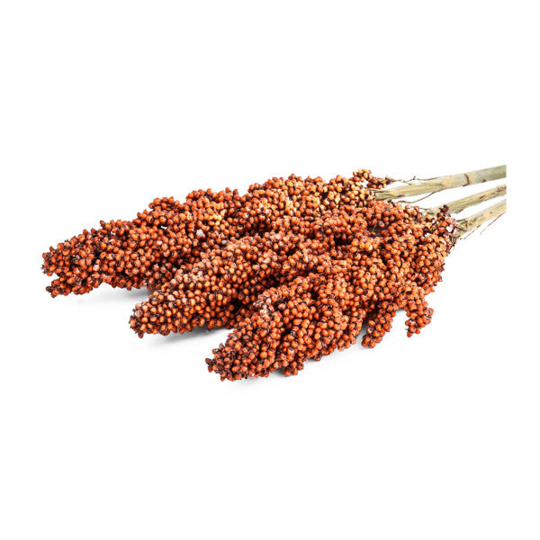 Sorghum seeds ( Cup)