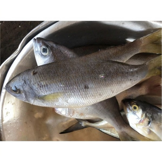 Silver Perch -Tiorkor (1kg)