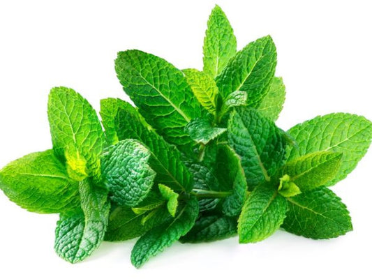 Mint leaves